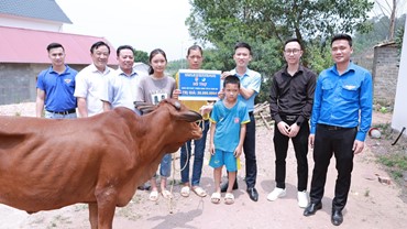 Trao bò - Hành trình nhân ái của xây dụng ADF
